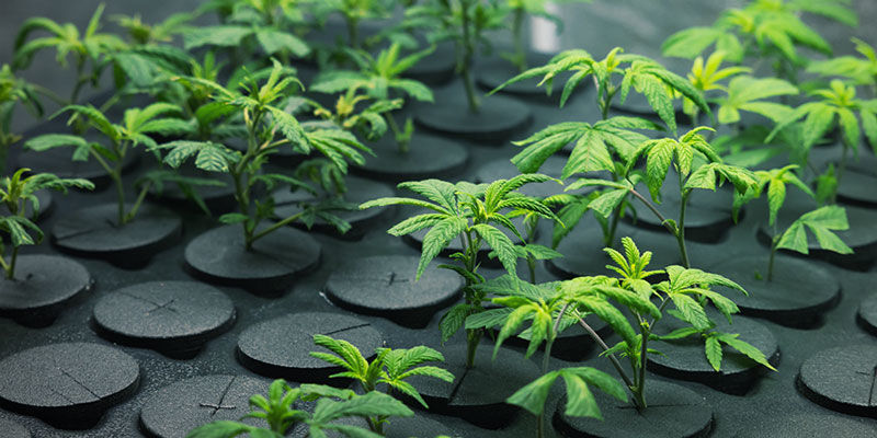 Kiedy i dlaczego stosuje się obojętne podłoże uprawowe Kiedy i dlaczego stosuje się obojętne podłoże uprawowe