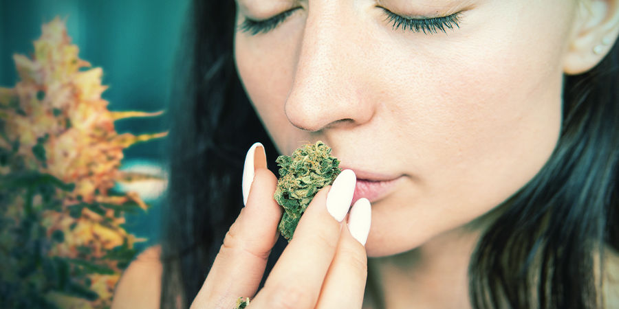 Działanie Bomberry Glue Auto Działanie Bomberry Glue Auto