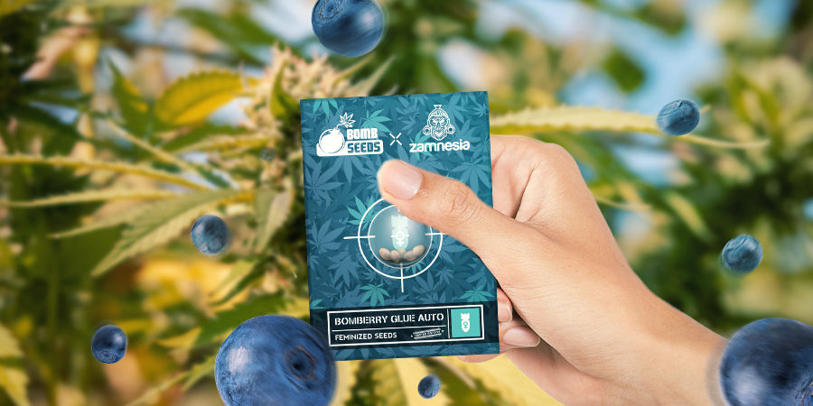 Uprawa Bomberry Glue Auto