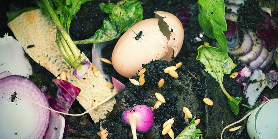 Plaga much w kompoście