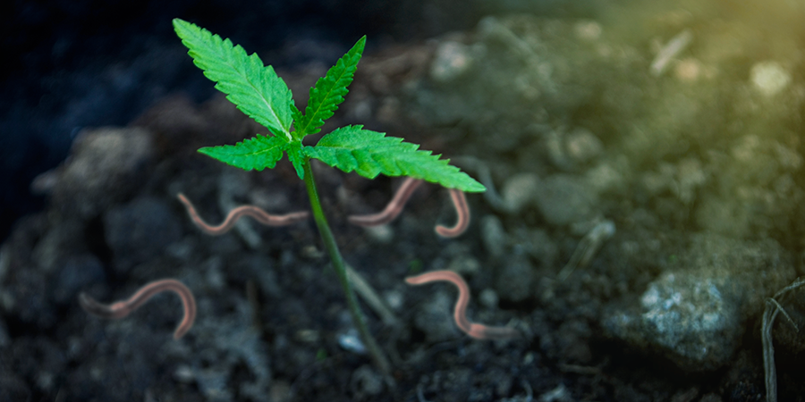 Korzyści z uprawy marihuany na własnym kompoście