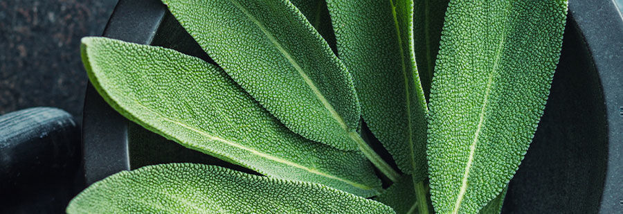 r/salvia: Poszukaj bratnich dusz w Salvia Divinorum Emporium