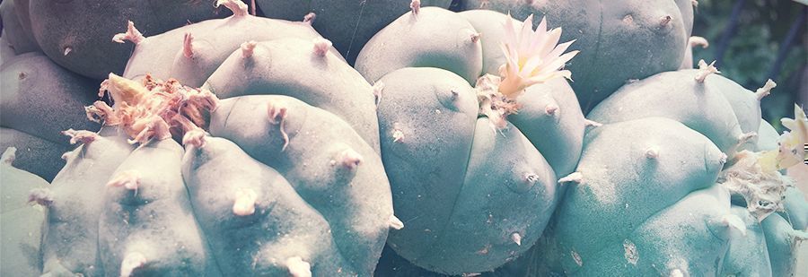 r/mescaline: Ostateczna mekka wszystkiego, co dotyczy meskaliny