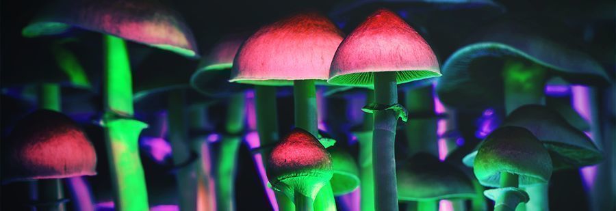 r/shrooms: Twoje subredditowe centrum wiedzy o psylocybinie