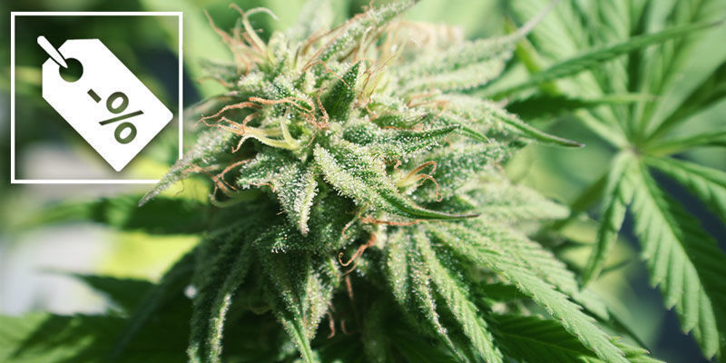 Zalety i wady nawozów granulowanych Zalety i wady nawozów granulowanych