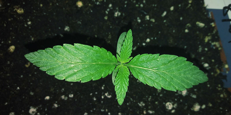 Czym są nawozy granulowane? Czym są nawozy granulowane?