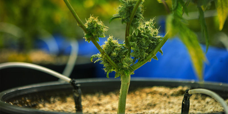 Czym są nawozy w płynie?