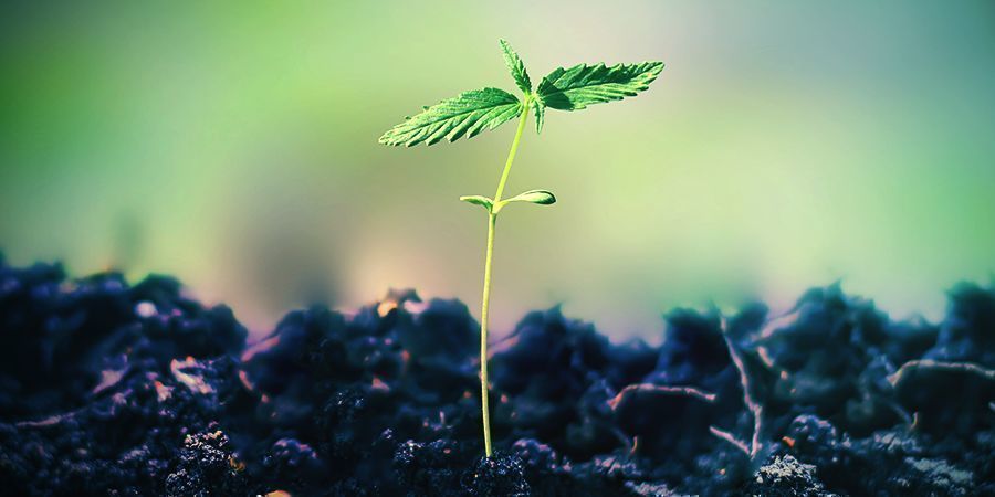 Jak uprawiać Super Lemon Haze