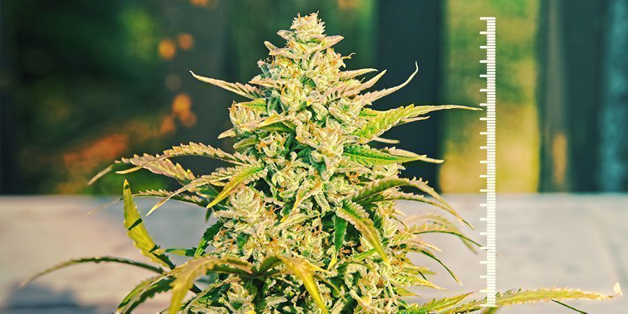 Odmiany odpowiednie do mikrouprawy