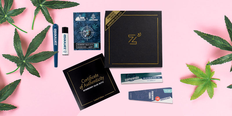 Bomberry Glue Auto (Bomb Seeds X Zamnesia) feminizowane