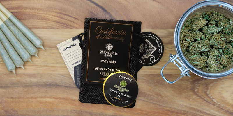 Wifi 43 X Do-Si-Dos (Philosopher Seeds X Zamnesia) Feminizowane