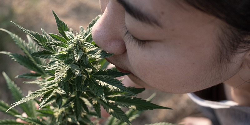 Pozwól, aby twój nos — i twoje potrzeby — wskazały ci drogę