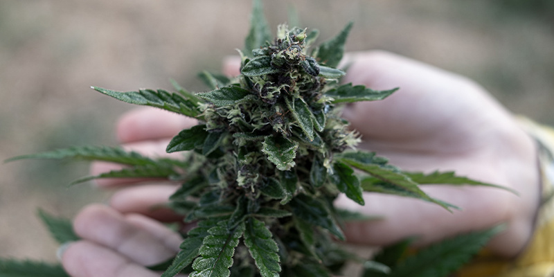 Top 3 odmiany konopi według terpenów