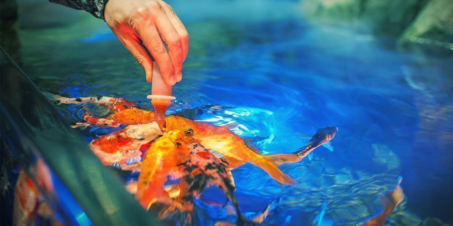 Porady dla Twojej uprawy w systemie akwaponicznym