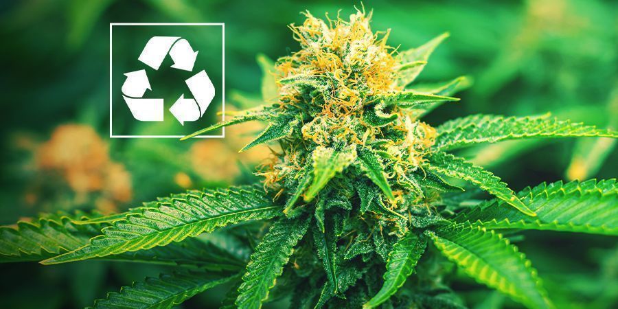 Dlaczego warto uprawiać marihuanę w systemie akwaponicznym?