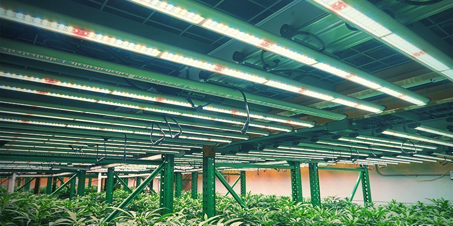 Pionowa uprawa konopi Pionowa uprawa konopi