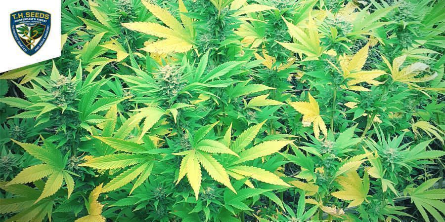 25th Anniversary Box (T.H. Seeds) 25th Anniversary Box (T.H. Seeds)