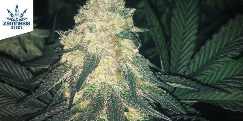 Ekskluzywne kolaboracje Zamnesia Ekskluzywne kolaboracje Zamnesia