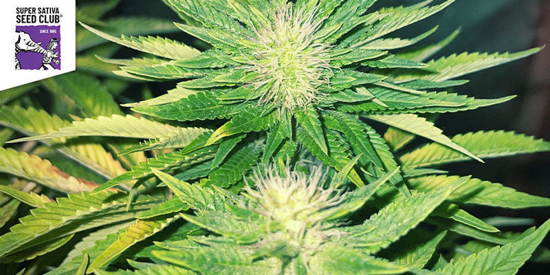 Killer Glue (Little Chief Collabs) Killer Glue (Little Chief Collabs)