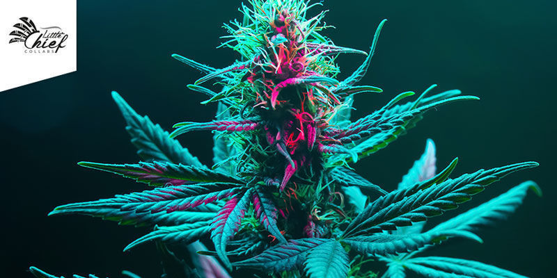 Tangie Ghost Train (Little Chief Collabs) Tangie Ghost Train (Little Chief Collabs)