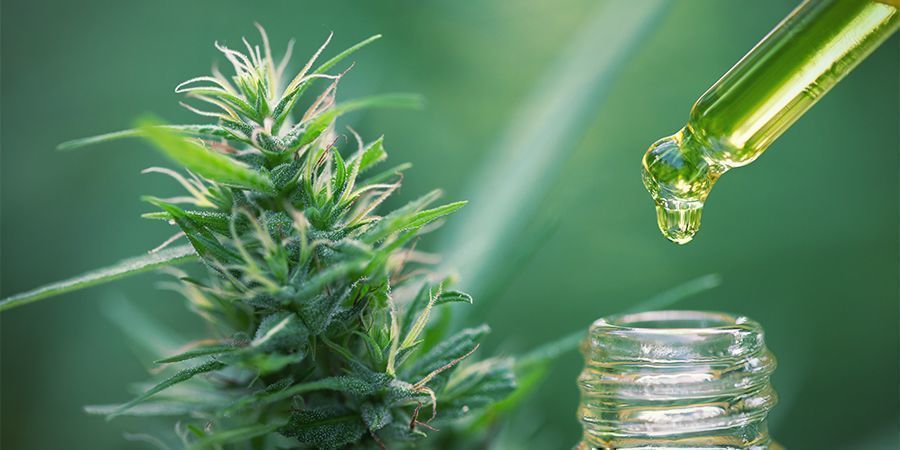 Koncentraty konopi w edibles: oblicz właściwą dawkę