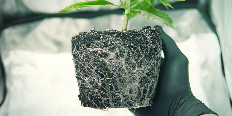 Obecność patogenów mikrobiologicznych Czynniki wpływające na kwitnienie konopi: obecność patogenów mikrobiologicznych