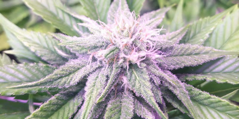 Fruity Pebbles Fruity Pebbles