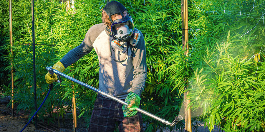 Przemysłowe pestycydy lub nawozy Zanieczyszczenia konopi: przemysłowe pestycydy lub nawozy