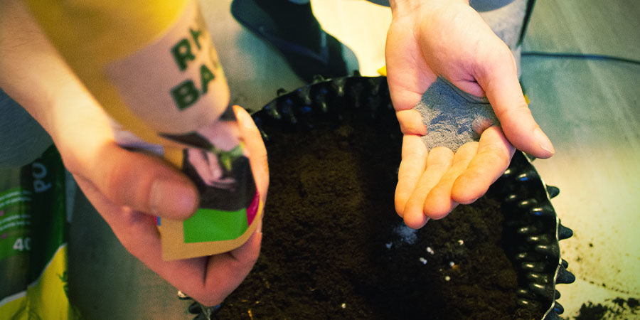 Jak i kiedy stosować ryzobakterie? Jak i kiedy stosować ryzobakterie?