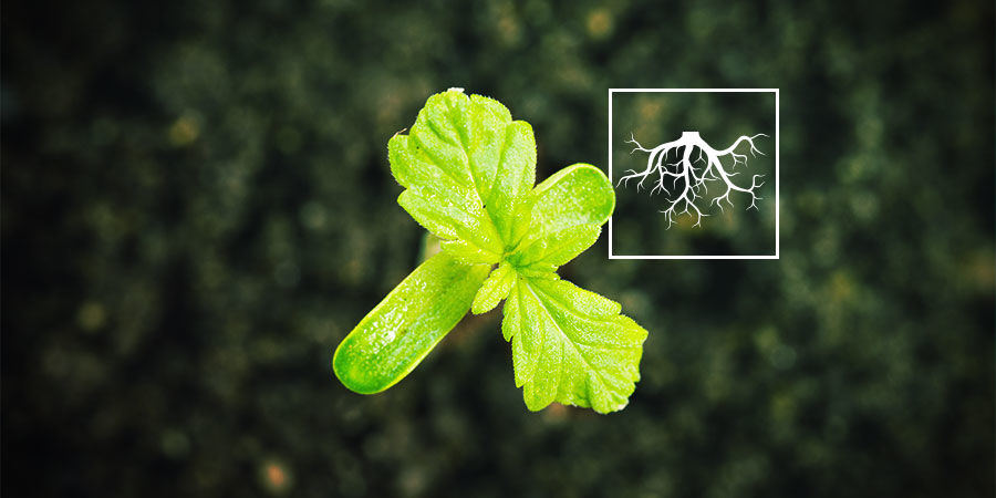 Czym są wspomagające wzrost roślin ryzobakterie (PGPR) w uprawie konopi? Czym są wspomagające wzrost roślin ryzobakterie (PGPR) w uprawie konopi?