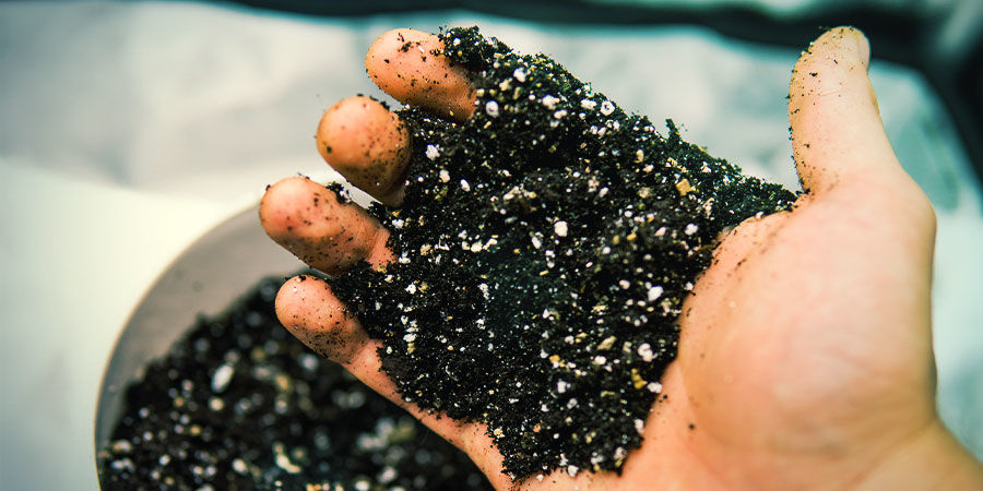 Gleba (lub inne podłoże uprawowe) Gleba (lub inne podłoże uprawowe) - Uprawa marihuany