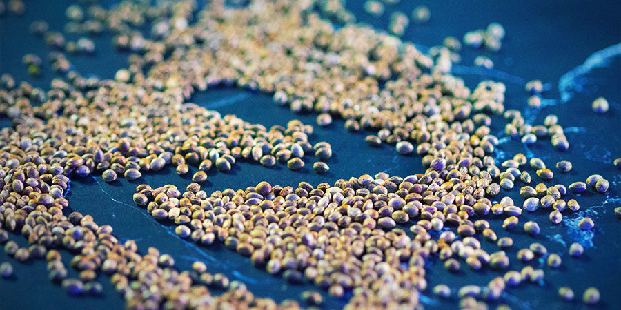 Czego potrzebujesz, aby uprawiać rośliny marihuany? Czego potrzebujesz, aby uprawiać rośliny marihuany?