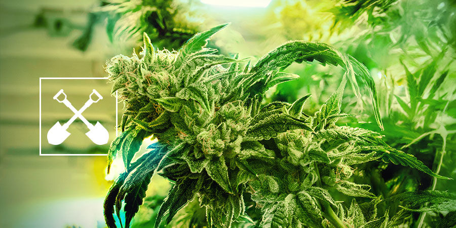What Do You Need To Harvest Cannabis Plants? What Do You Need To Harvest Cannabis Plants?