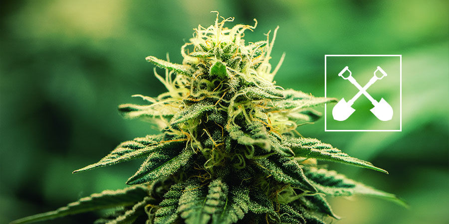 Czego potrzebujesz do każdej uprawy konopi? Czego potrzebujesz do każdej uprawy konopi?