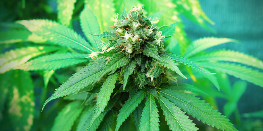 Tak, nawet początkujący mogą uprawiać świetną marihuanę Tak, nawet początkujący mogą uprawiać świetną marihuanę