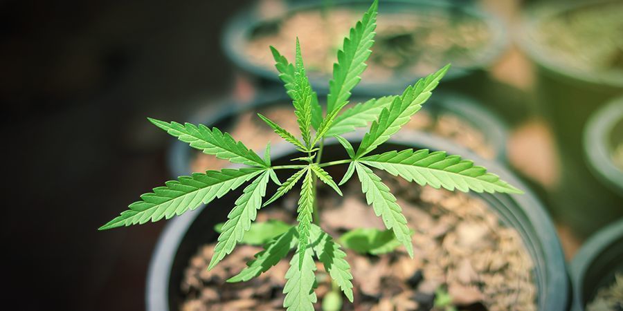 Jak uprawiać Sunset Sherbet Automatic Jak uprawiać Sunset Sherbet Automatic