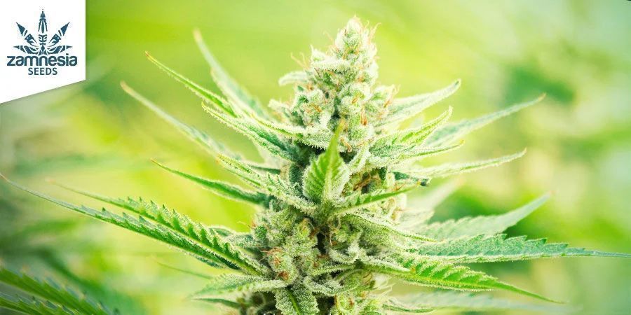 Sunset Sherbet Automatic zasługuje na Twoją uwagę