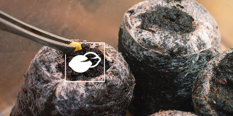 Uprawa papryki dla początkujących: kiełkowanie nasion