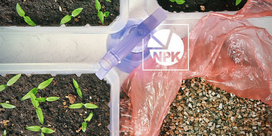 Uprawa papryki dla początkujących: nawożenie siewek