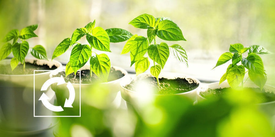 Co zrobić z krzewami papryki po zbiorach