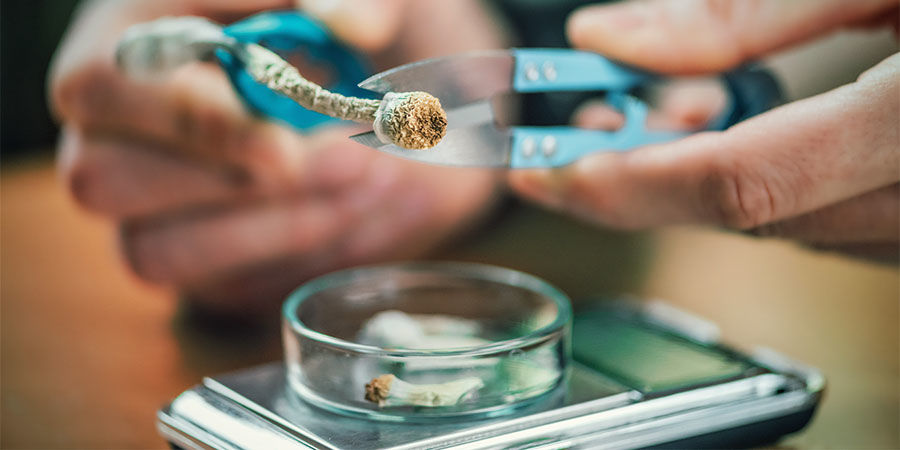 Dawkowanie magicznych grzybków