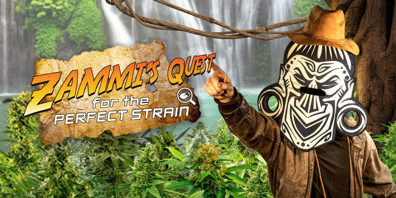 Cannabis Seedfinder Cannabis Seedfinder