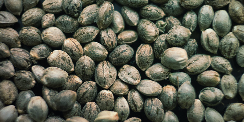 Kup pakiety różnych nasion marihuany Kup pakiety różnych nasion marihuany