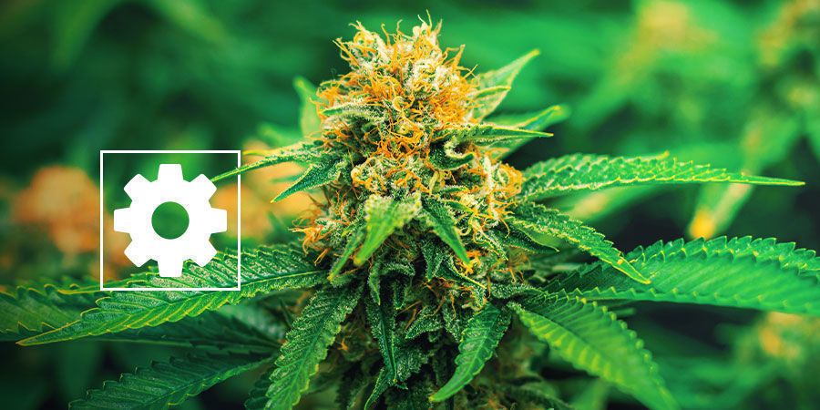 Nowe nasiona marihuany automaty - Royal Queen Seeds Nowe nasiona marihuany automaty - Royal Queen Seeds