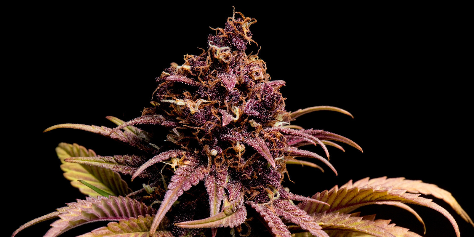 Passion Fruitz Automatic (Zamnesia Seeds)