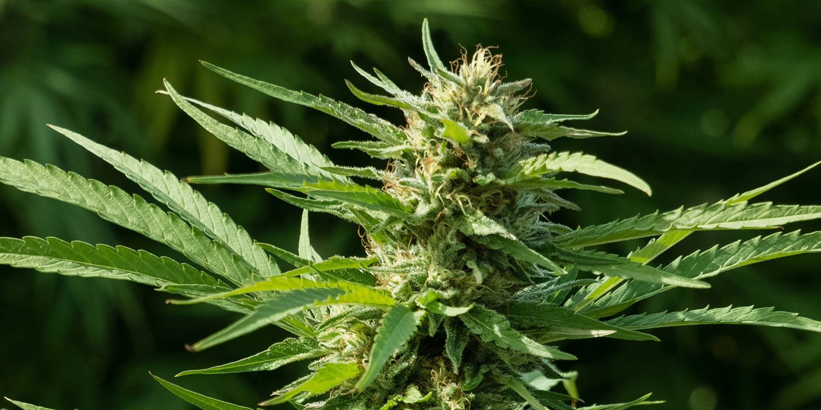 AK-420 Automatic (Zamnesia Seeds)