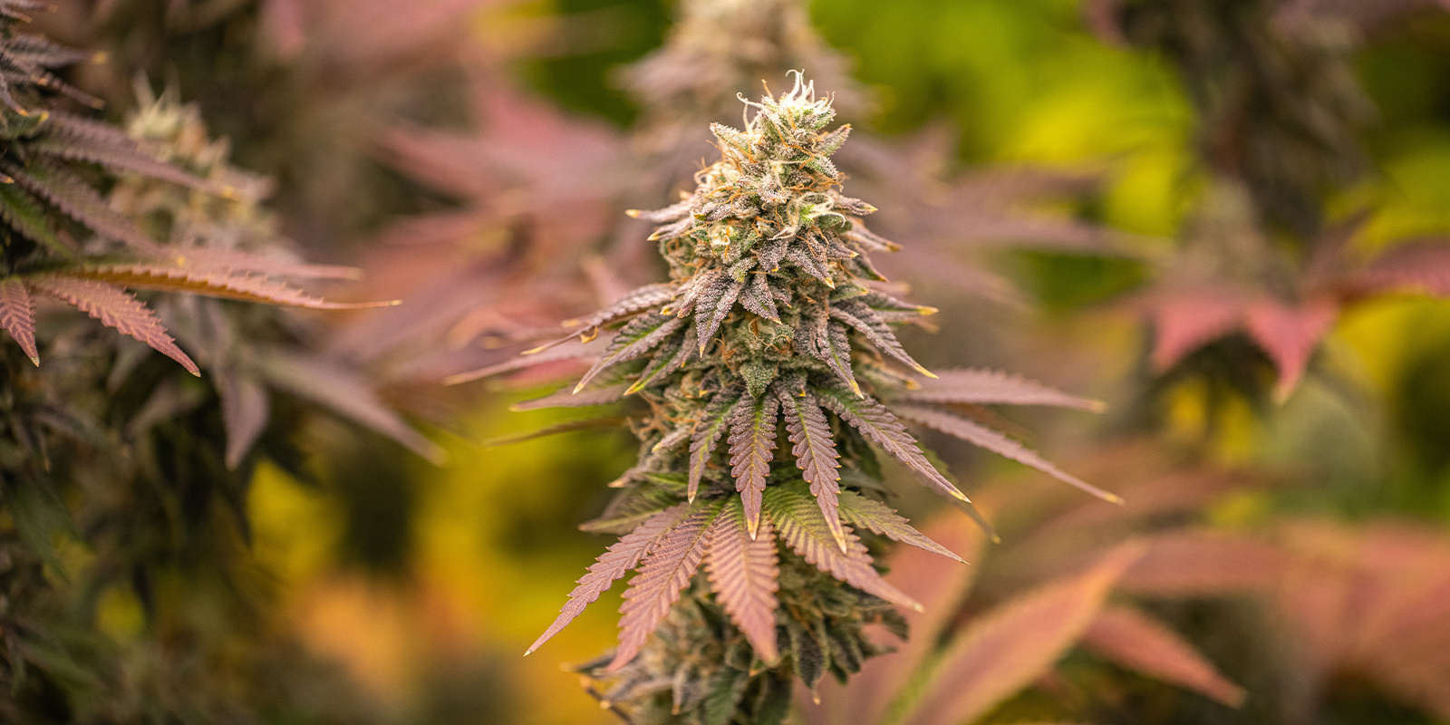 Zkittlez OG Auto (Barney's Farm)