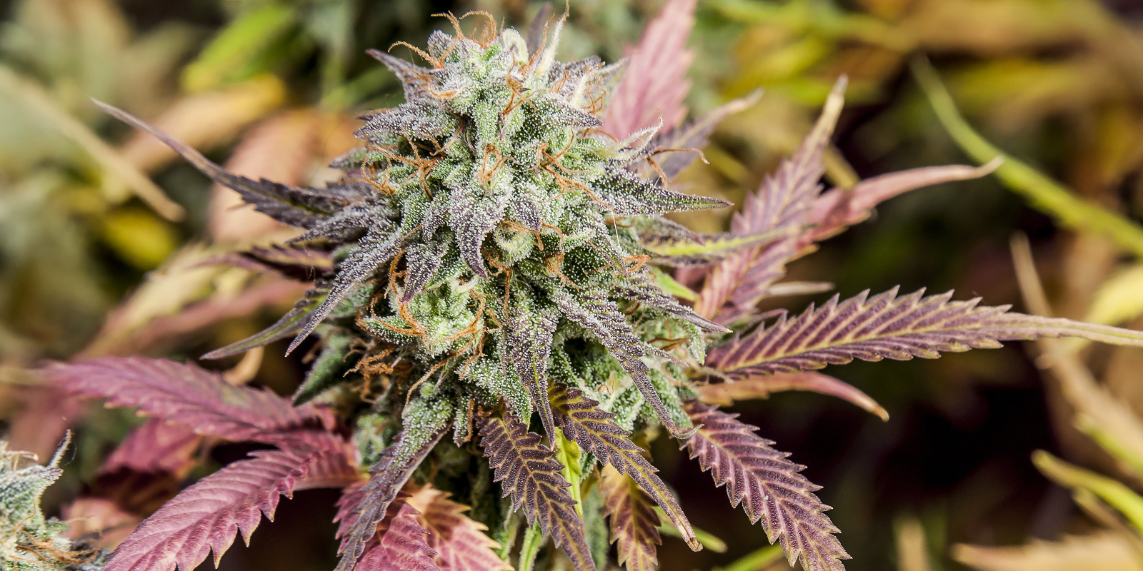 Blueberry Glue Auto (Expert Seeds)