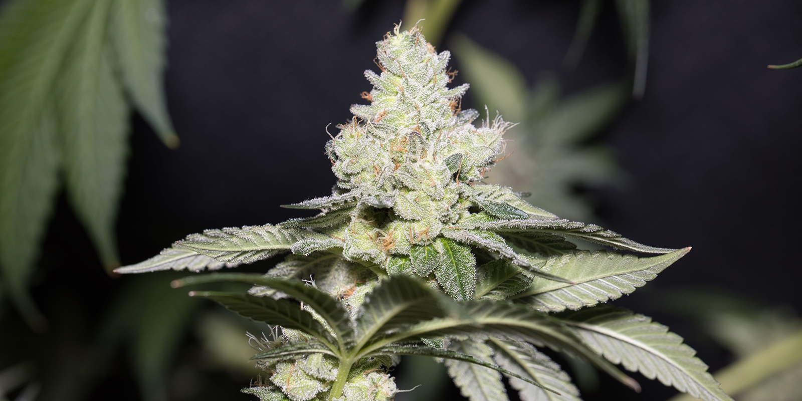 La Diva (Delicious Seeds)