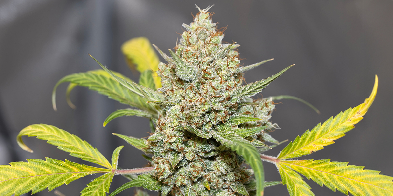 Monster Mash Auto (Exotic Seed)